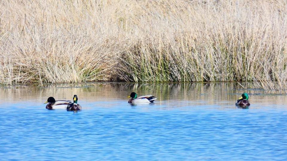 منزل الضيف Quintanilla del Agua  في El Perfume Del Almendro المظهر الخارجي الصورة